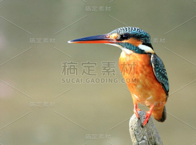普通翠鸟