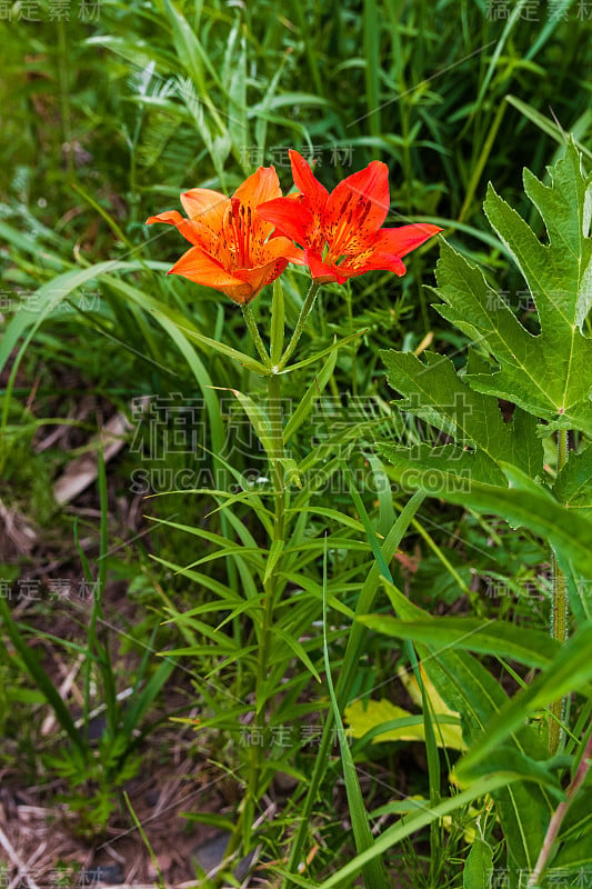 百合花。西伯利亚的红花。通古斯河沿岸。