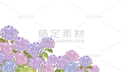 水彩绣球花