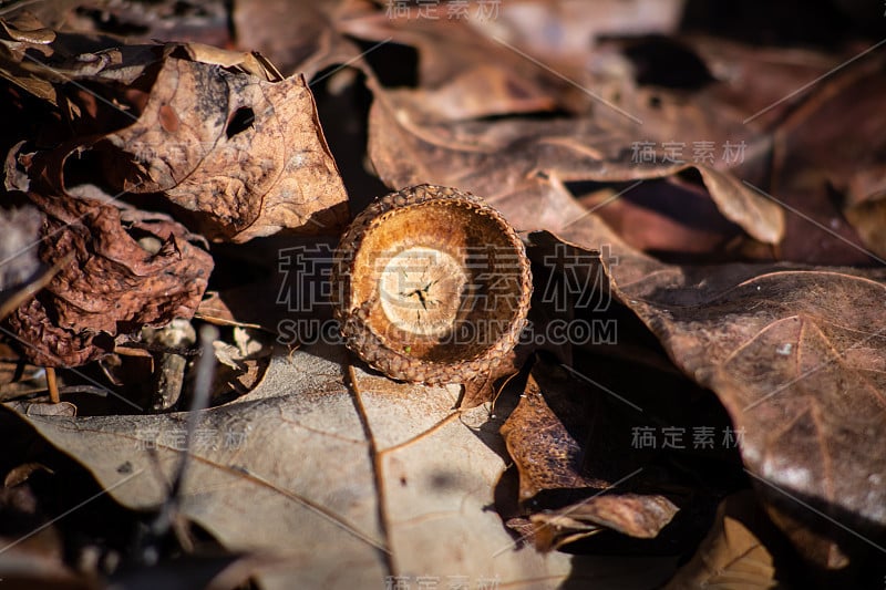 单颗橡子顶部侧边亮起，叶片呈棕色