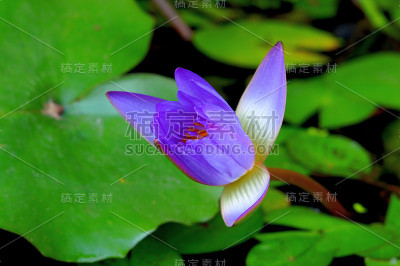 莲花