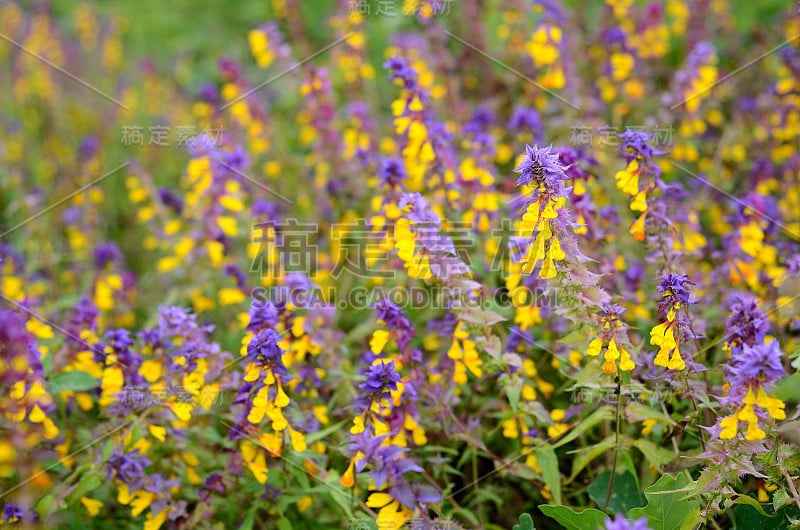 森林花三棱菊