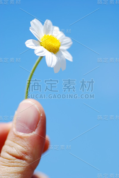 黛西