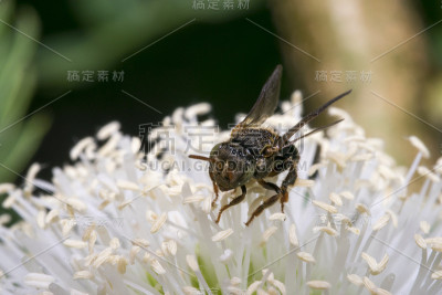 白色花朵上的小黑黄蜂