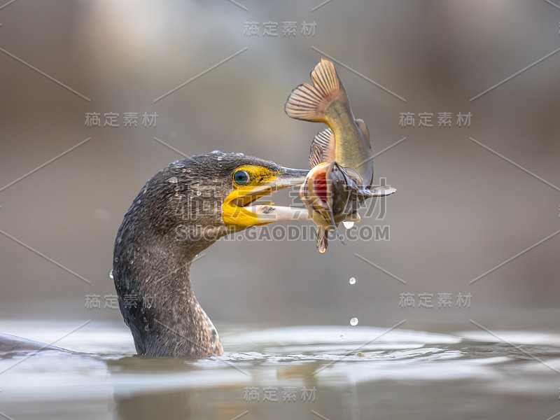 鸬鹚正在吃黑头鱼