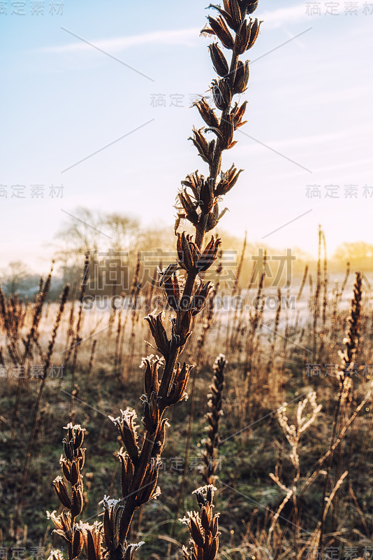 自然背景，冬季景观与高大的晚樱草籽和日出