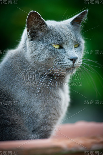 猫的肖像