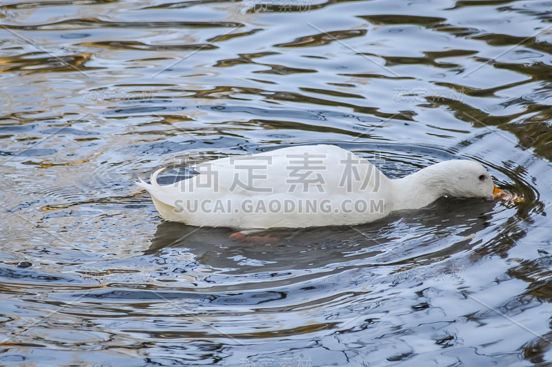 头在水下的白色北京鸭