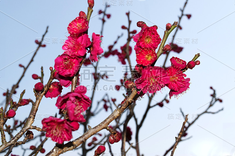 春季花卉系列:梅花绽放