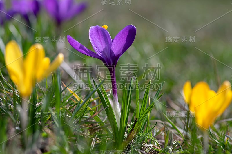 田间的番红花植物，一群群鲜艳多彩的早春鲜花盛开