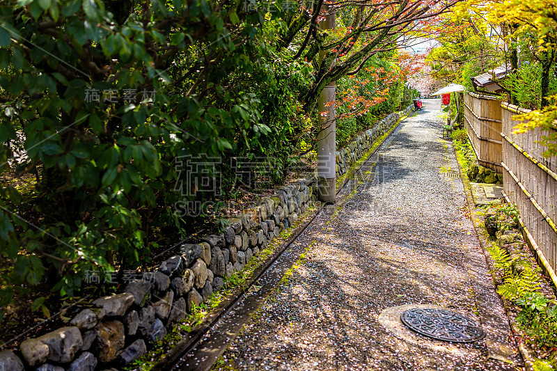 在日本京都住宅区的春天，樱花花瓣在四月飘落在日本传统的狭窄巷子里