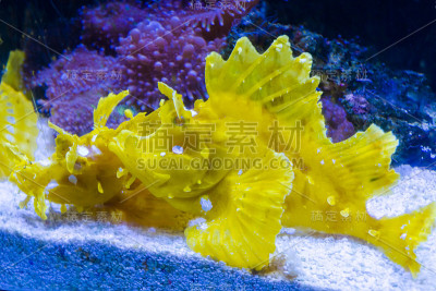 水中有两处火鸡鱼或狮子鱼