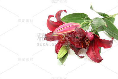 白色背景中的莉莉
