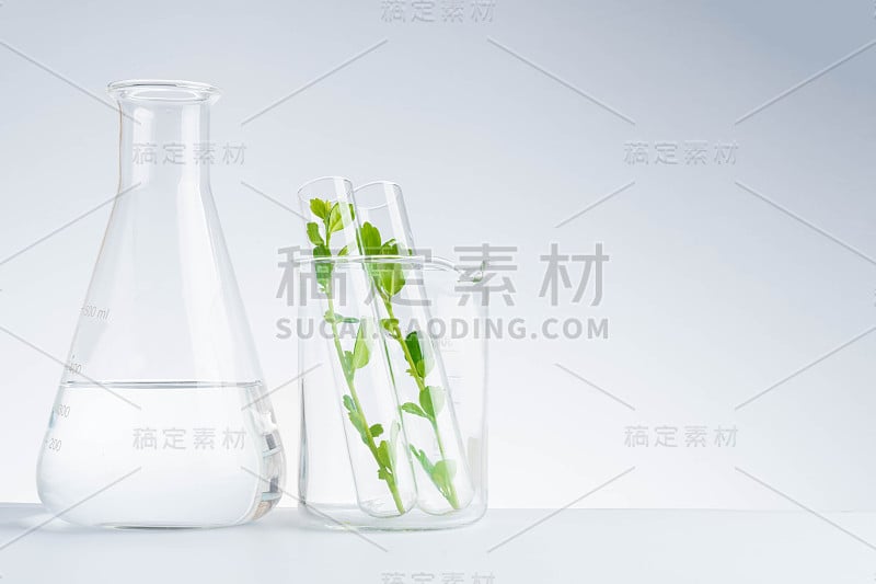 草药、天然有机和科学玻璃器皿的研究