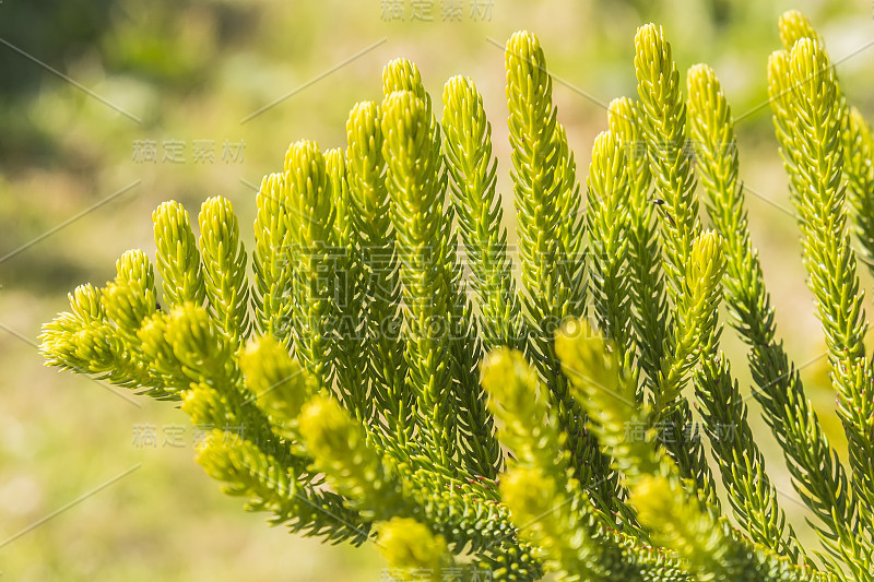 南洋杉(Araucaria heterophylla Leaf, Araucaria excelsa