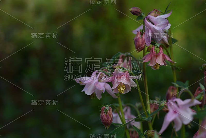 水仙花或欧洲耧斗菜的花，普通耧斗菜，奶奶的睡帽，奶奶的帽子