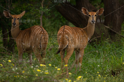 两个尼亚拉回首