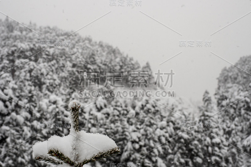 乌云下白雪覆盖的山林