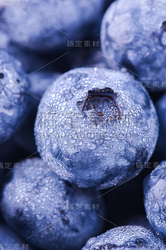 表面覆盖着一层厚厚的蓝莓，是荒原上丰收的果实。自然背景。越桔(沼泽越桔，沼泽蓝莓，北部越桔或西部越桔