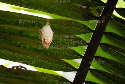 白蝙蝠