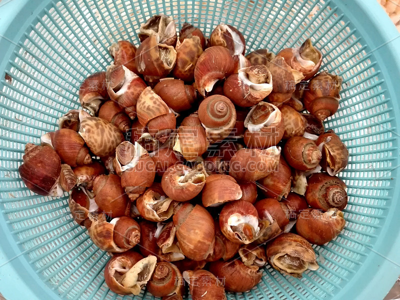 Closeup of fresh raw Spotted babylon sea snail