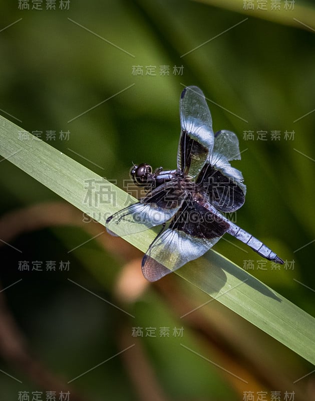 蜻蜓在休息