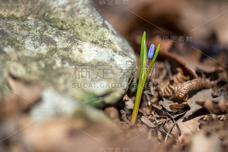 高山鹅毛或双叶鹅毛，双叶山毛榉在春季开花时择优集中，复制空间大