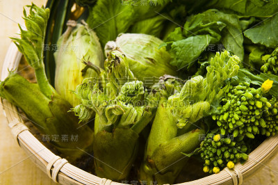 春季野生植物