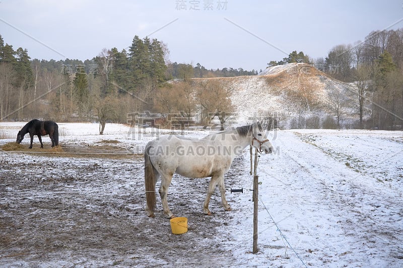 白雪中的白马