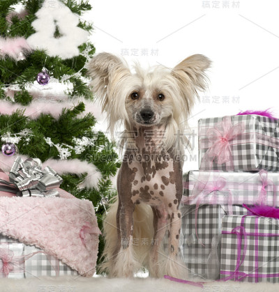 中国冠毛犬，1岁，带圣诞礼物