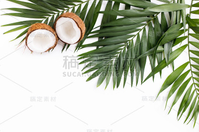 白色背景上的棕榈叶和椰子
