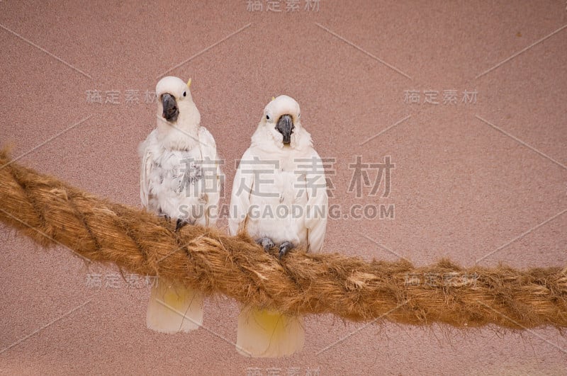 两个白色凤头鹦鹉