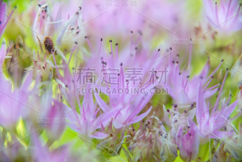 景天宏非常柔和散景