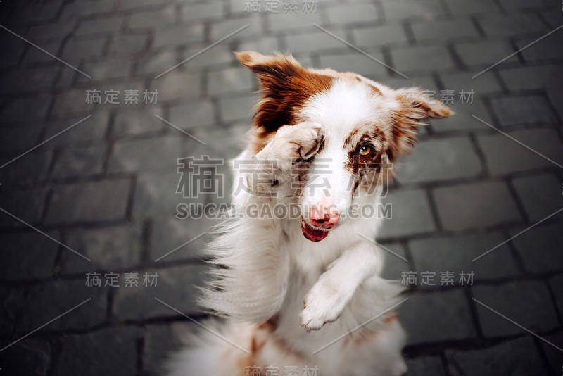 边境牧羊犬狗肖像户外，俯视图