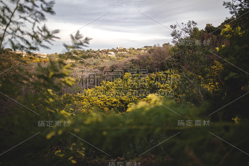 蔚蓝海岸含羞草花期。