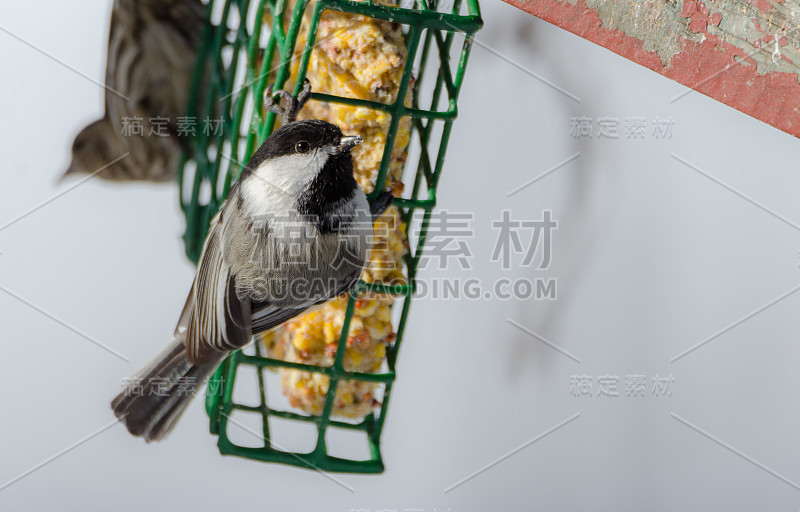 小黑头山雀在板油笼喂食器在三月。