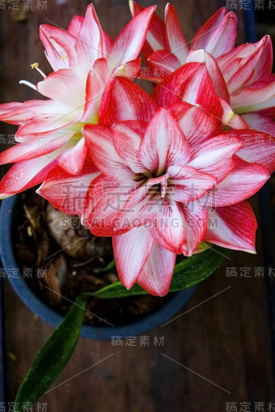 希皮斯特