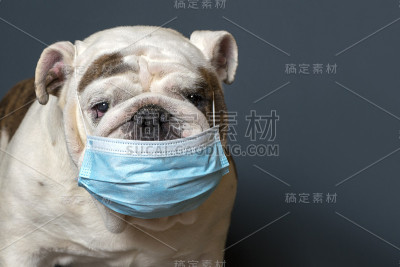 戴医用口罩的英国斗牛犬