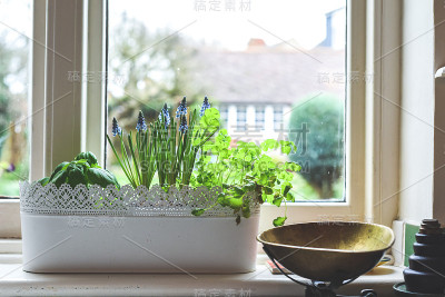 有香草花园和春季灯泡生长在家庭厨房内部的窗口盒子