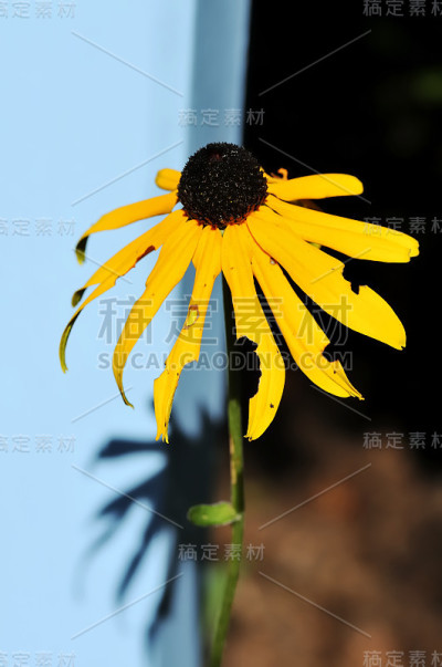 一种橙色的松果花或多年生松果花