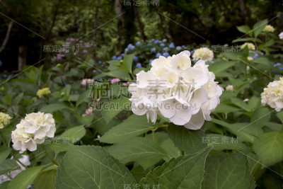 白色绣球花