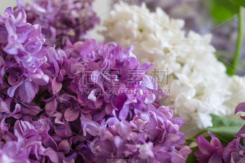 紫色的丁香花聚集起来。春花花背景