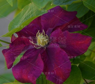 铁线莲红紫色