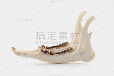 鹿骨