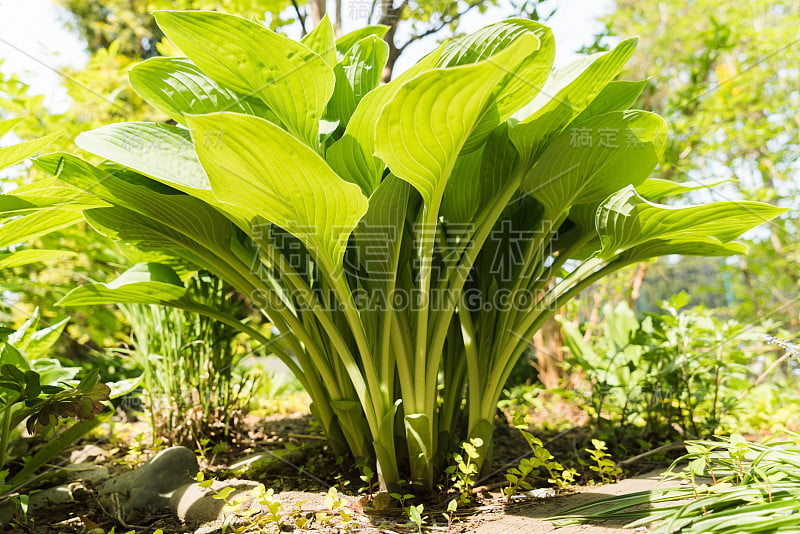 叶玉簪属草本植物