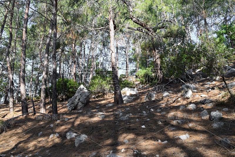 植物的土耳其。克姆地区自然。Calis Tepe(山)小径。小亚细亚特有的松林