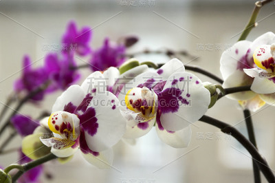 美丽的白色和粉红色兰花单花盛开的室内蝴蝶兰，点缀着淡黄色的花瓣