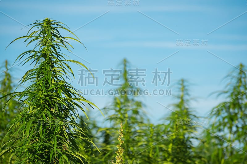 大麻农场田野视图