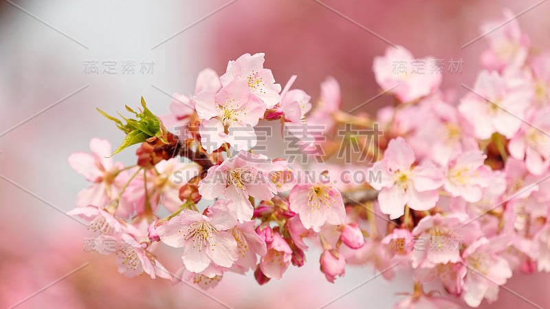 春花系列，樱花盛开的自然背景。粉红色的樱花在樱桃树枝上一簇簇地开着。景深浅。