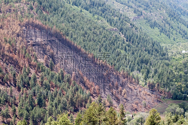 科罗拉多州杜兰戈烧毁和破坏的山坡